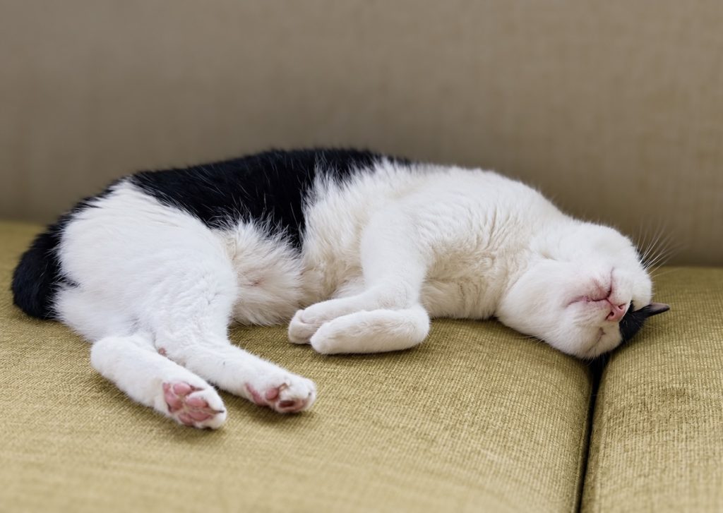寝床の季節替え。今年はどこで寝るのかな?保護猫 えいた 寝床の季節替え。今年はどこで寝るのかな?保護猫 えいた