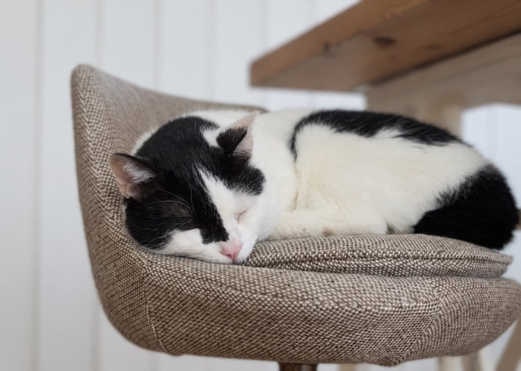 寝床の季節替え。今年はどこで寝るのかな?保護猫 えいた 寝床の季節替え。今年はどこで寝るのかな?保護猫 えいた