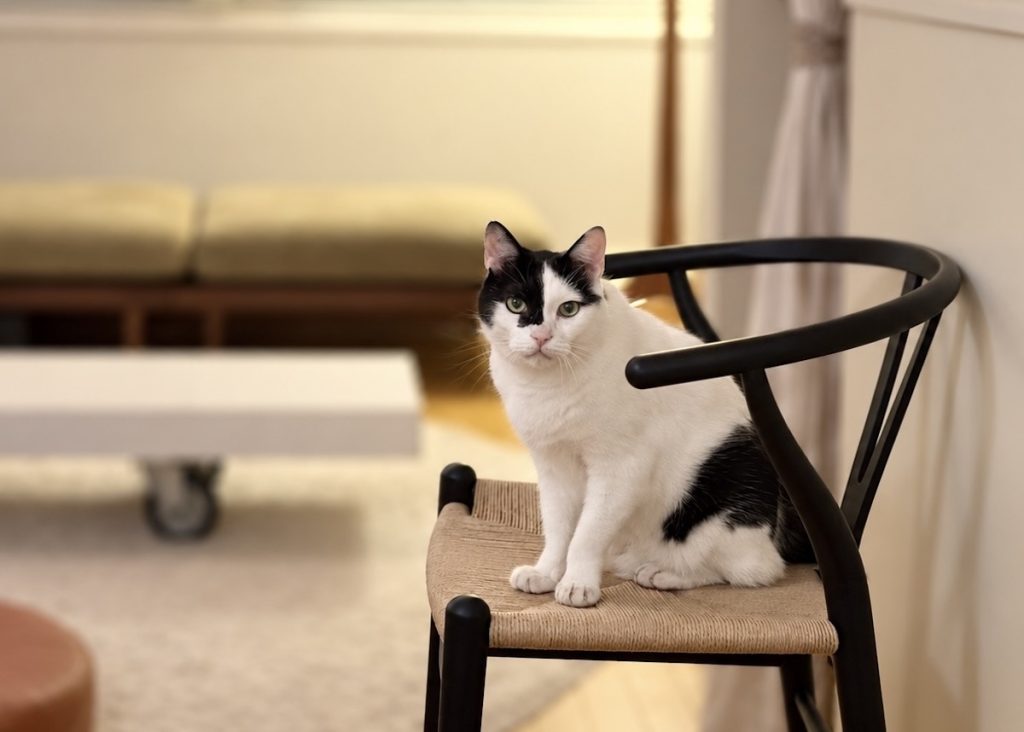 聞き分け上手かもしれない、賢いえいた。保護猫　えいた