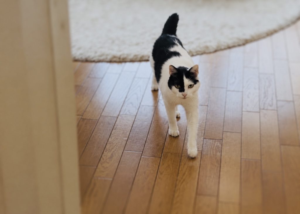 聞き分け上手かもしれない、賢いえいた。保護猫　えいた