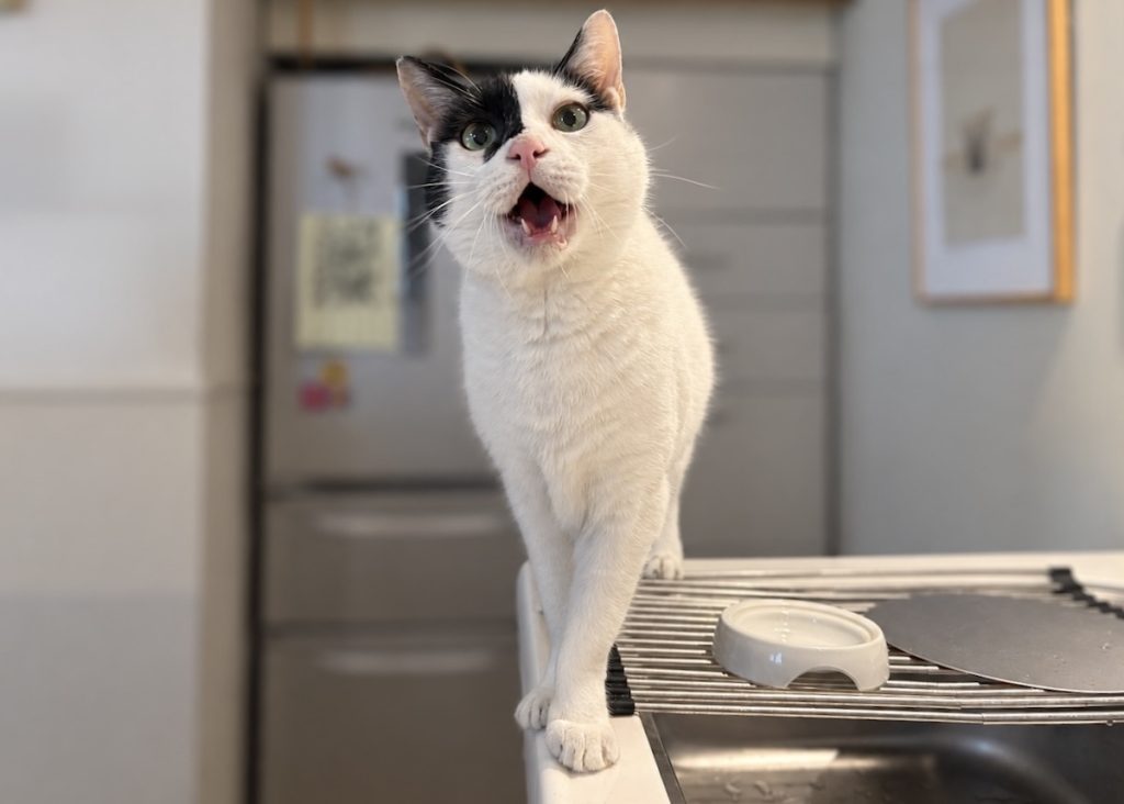 聞き分け上手かもしれない、賢いえいた。保護猫　えいた