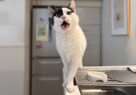 聞き分け上手かもしれない、賢いえいた。保護猫　えいた