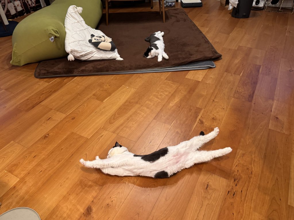 僕たちの仕事は、伸びーーー。おちょこ エキゾチックショートヘア | おちょこ「うううーーーん。やっぱり伸びは気持ちいいなぁ」 僕たちの仕事は、伸びーーー。おちょこ エキゾチックショートヘア | おちょこ「うううーーーん。やっぱり伸びは気持ちいいなぁ」