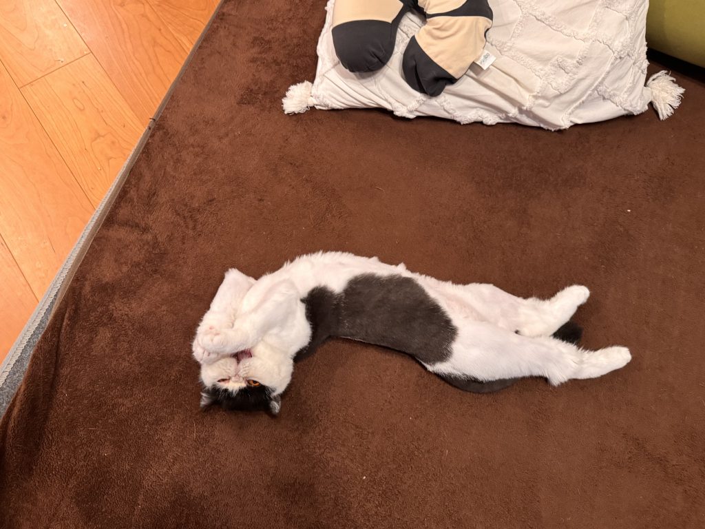 僕たちの仕事は、伸びーーー。おちょこ エキゾチックショートヘア | ちろり「私もできるよ、伸びーー! 気持ちいいね、お父ちゃん」 僕たちの仕事は、伸びーーー。おちょこ エキゾチックショートヘア | ちろり「私もできるよ、伸びーー! 気持ちいいね、お父ちゃん」