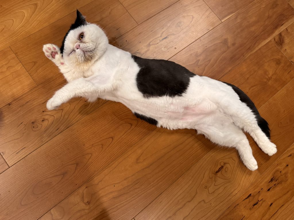 僕たちの仕事は、伸びーーー。おちょこ エキゾチックショートヘア | おちょこ「僕たちが伸びをするたびに、香ちゃん(ママ)が可愛いってすごく喜ぶんだよね。伸びも僕たちの仕事のひとつさ、ぽのぽの♪」 僕たちの仕事は、伸びーーー。おちょこ エキゾチックショートヘア | おちょこ「僕たちが伸びをするたびに、香ちゃん(ママ)が可愛いってすごく喜ぶんだよね。伸びも僕たちの仕事のひとつさ、ぽのぽの♪」