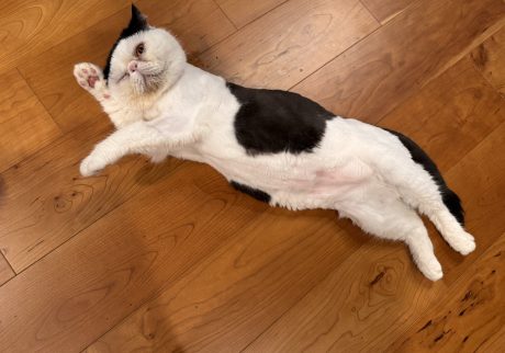 僕たちの仕事は、伸びーーー。おちょこ エキゾチックショートヘア | おちょこ「僕たちが伸びをするたびに、香ちゃん(ママ)が可愛いってすごく喜ぶんだよね。伸びも僕たちの仕事のひとつさ、ぽのぽの♪」 僕たちの仕事は、伸びーーー。おちょこ エキゾチックショートヘア | おちょこ「僕たちが伸びをするたびに、香ちゃん(ママ)が可愛いってすごく喜ぶんだよね。伸びも僕たちの仕事のひとつさ、ぽのぽの♪」