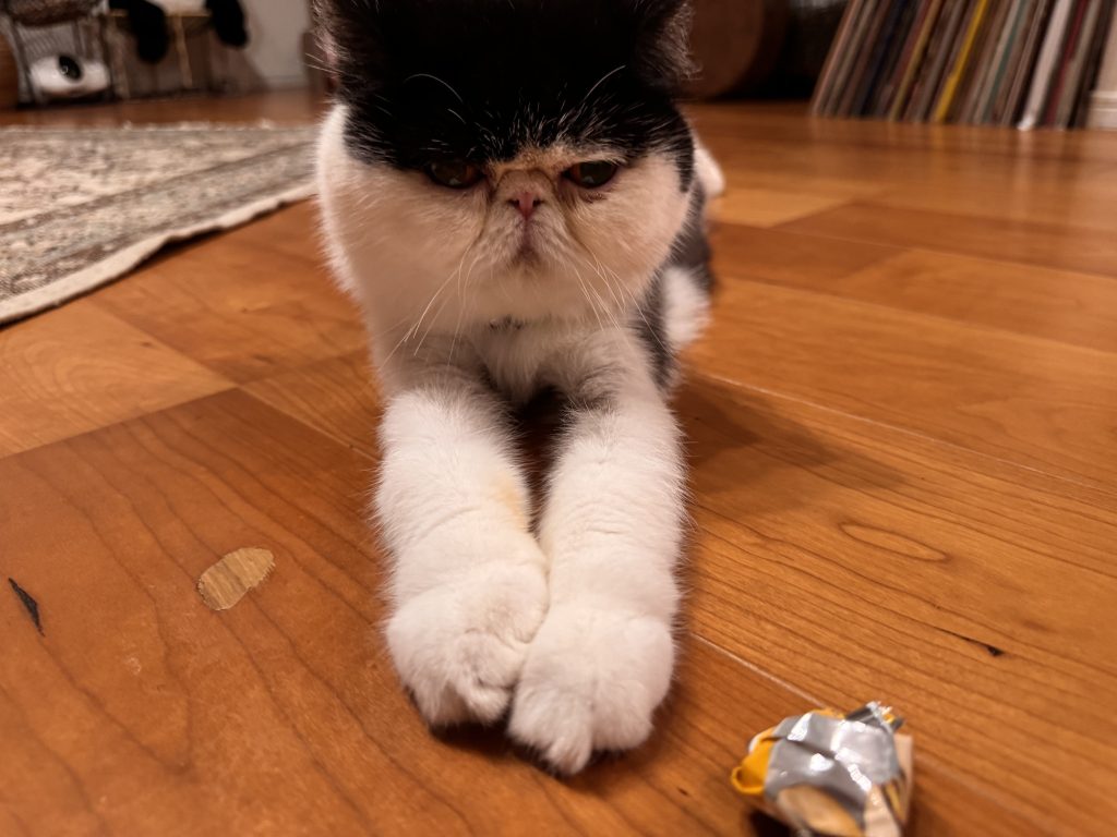 ちろりの最高のアングルをお披露目！おちょこ エキゾチックショートヘア | ちろり「今日はみんなに見てもらいたいものがあるの」