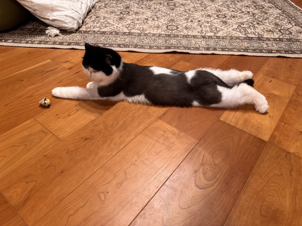 ちろりの最高のアングルをお披露目！おちょこ エキゾチックショートヘア |  ちろり「横から見ても良いんだど......」