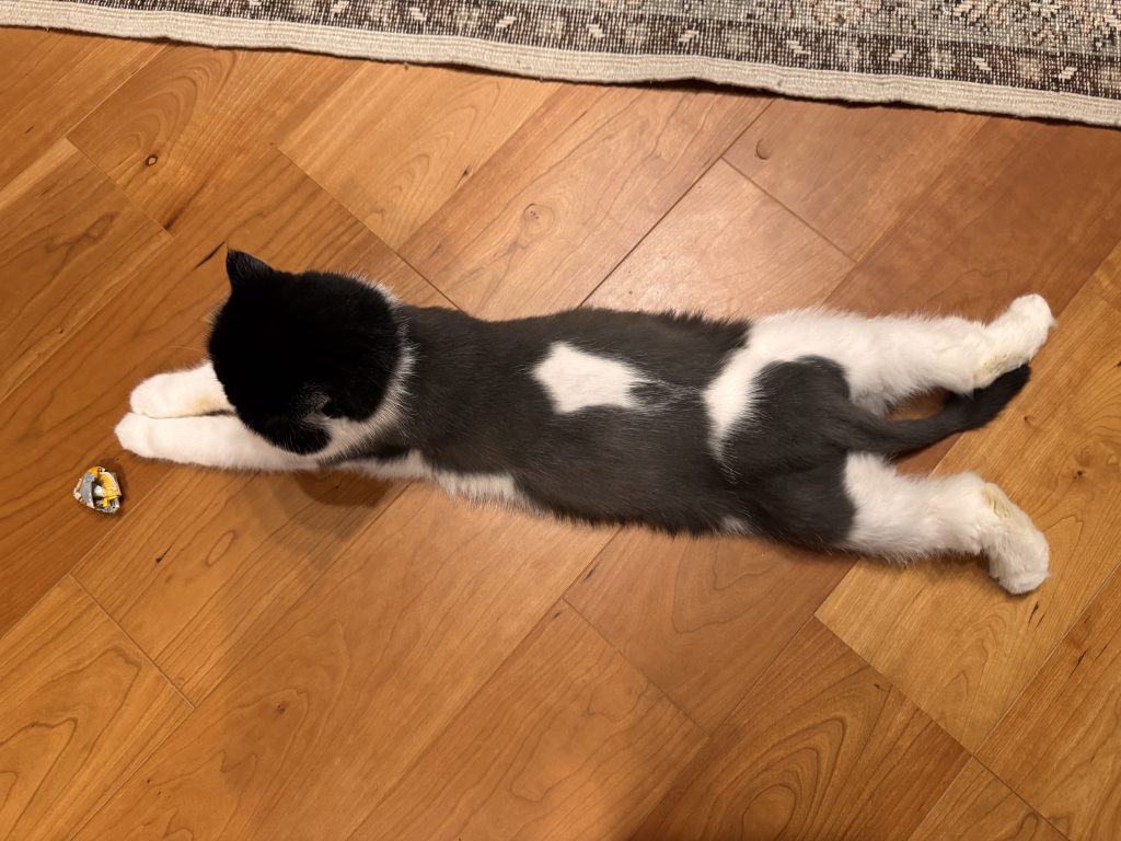 ちろりの最高のアングルをお披露目！おちょこ エキゾチックショートヘア | ちろり「そう、この上からのアングル！私のあんよとお尻がとってもキュートでしょ？ぽのぽの♪」