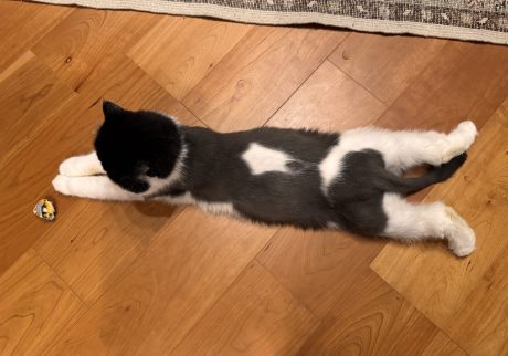 ちろりの最高のアングルをお披露目！おちょこ エキゾチックショートヘア | ちろり「そう、この上からのアングル！私のあんよとお尻がとってもキュートでしょ？ぽのぽの♪」