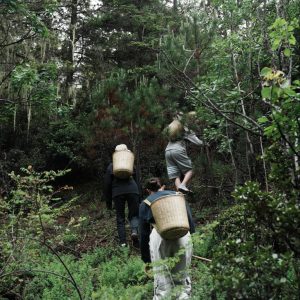 HOLON蒸留家・堀江麗さんの植物採集と松茸狩りの様子。 | 山の中での植物採集と松茸狩りの様子。