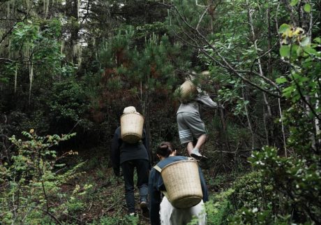 HOLON蒸留家・堀江麗さんの植物採集と松茸狩りの様子。 | 山の中での植物採集と松茸狩りの様子。