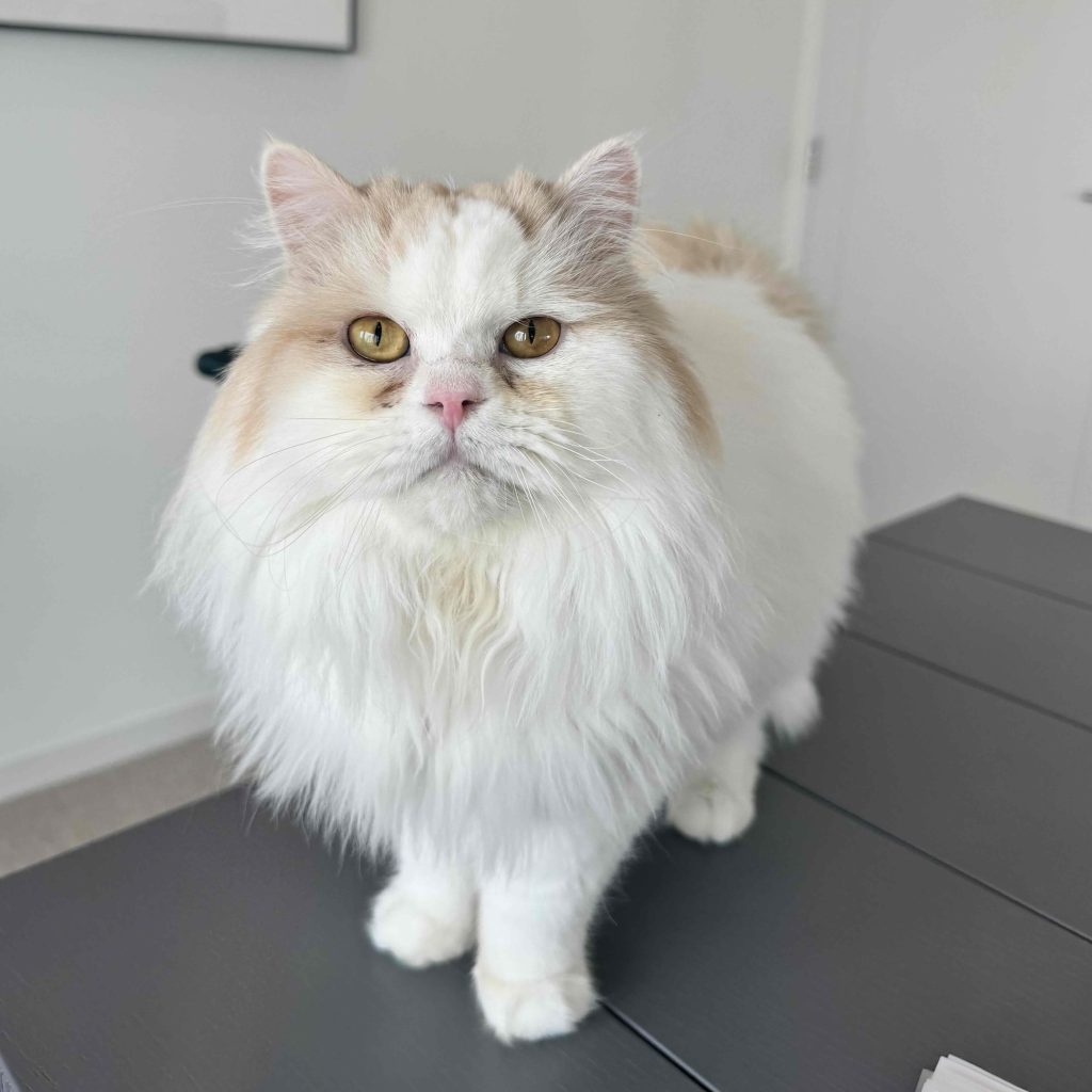 スタイリスト・大草直子のねこ、マチュウ