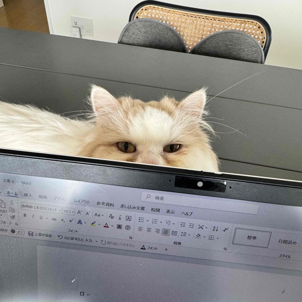 スタイリスト・大草直子のねこ、マチュウ