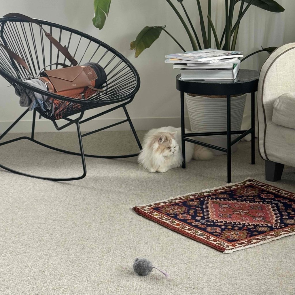 スタイリスト・大草直子のねこ、マチュウ