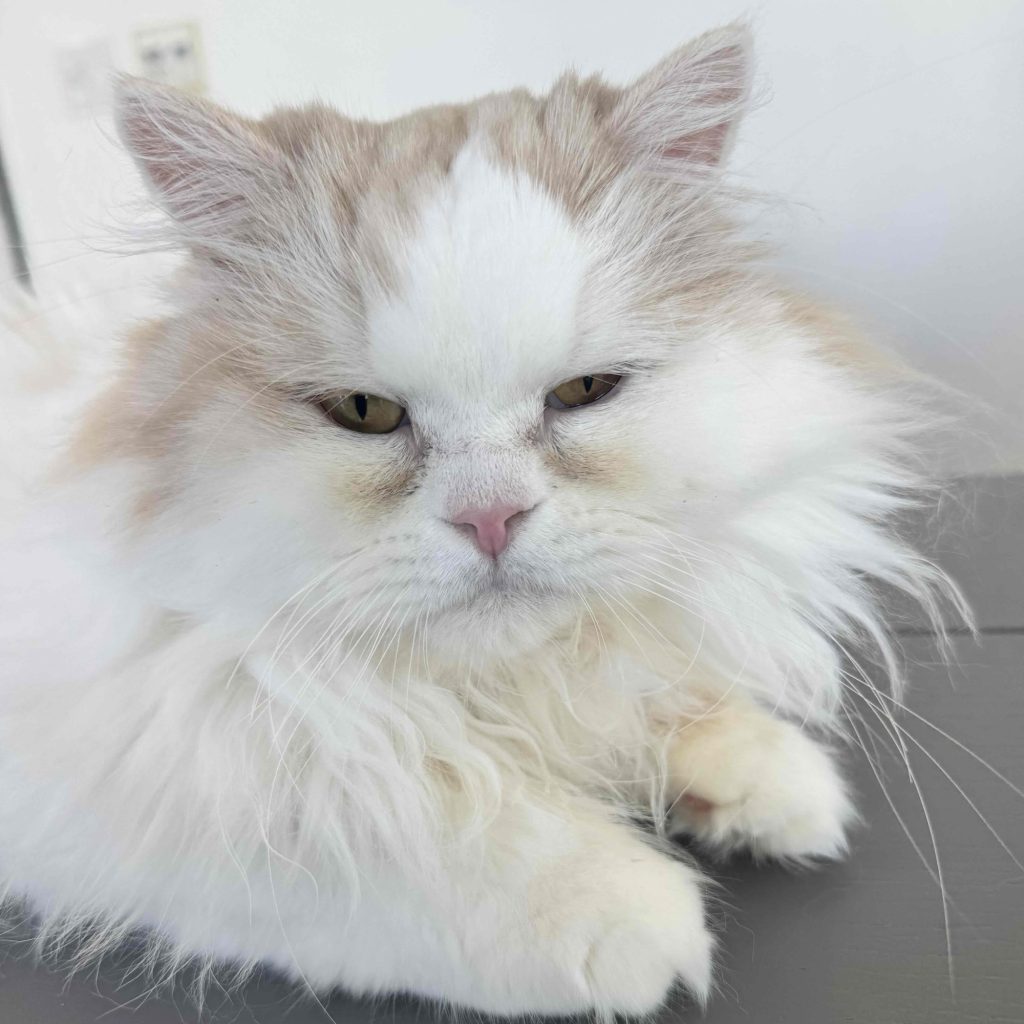 スタイリスト・大草直子のねこ、マチュウ