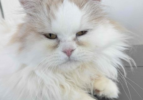 スタイリスト・大草直子のねこ、マチュウ