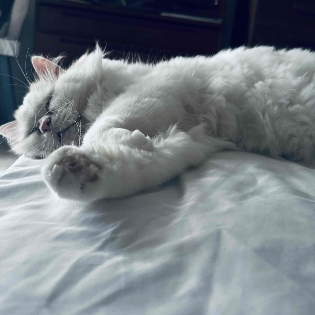 スタイリスト・大草直子のねこ、マチュウ
