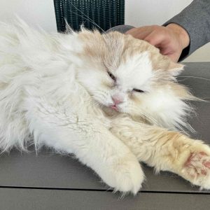 スタイリスト・大草直子のねこ、マチュウ