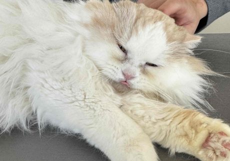スタイリスト・大草直子のねこ、マチュウ