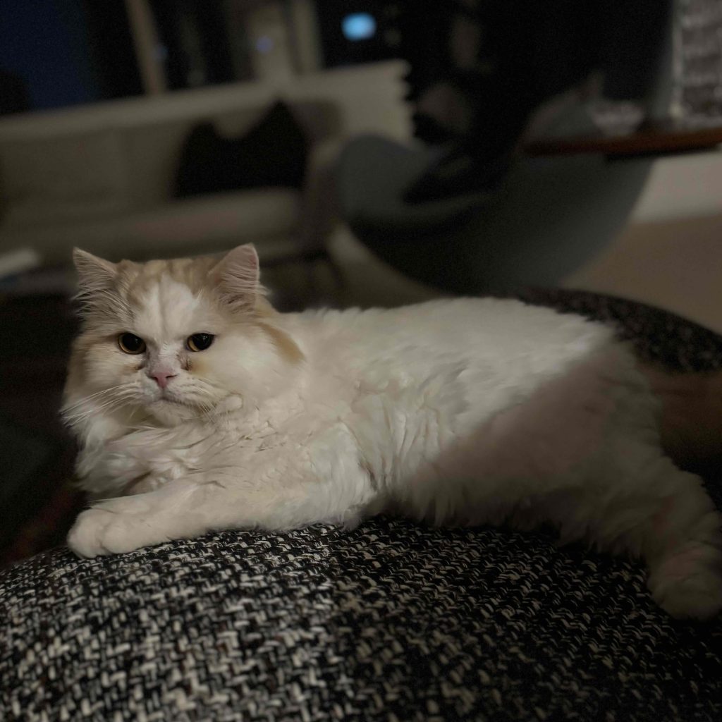 スタイリスト・大草直子のねこ、マチュウ