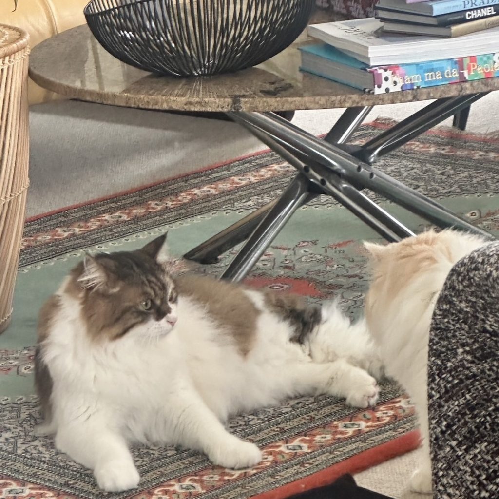スタイリスト・大草直子のねこ、パニータとマチュウ