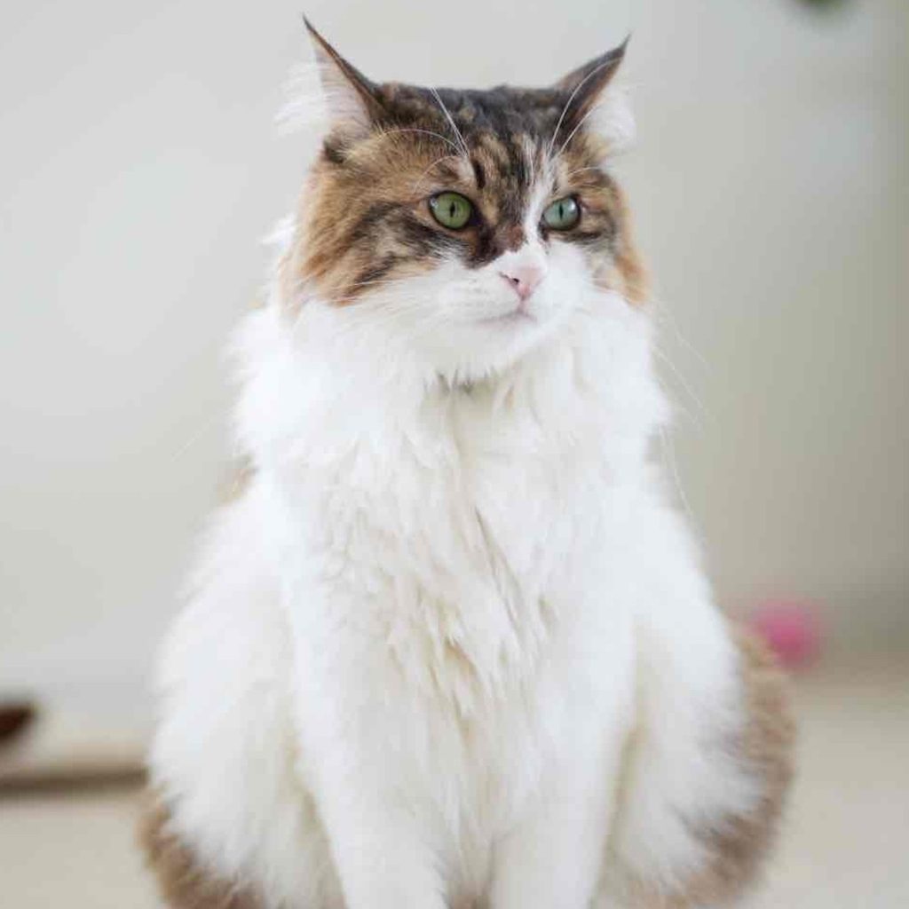スタイリスト・大草直子のねこ、パニータ