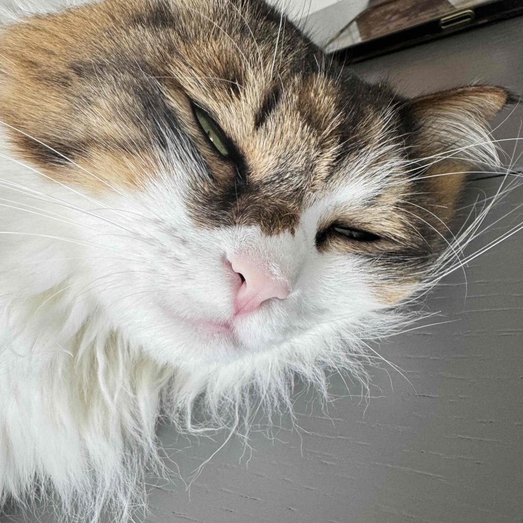 スタイリスト・大草直子のねこ、パニータ