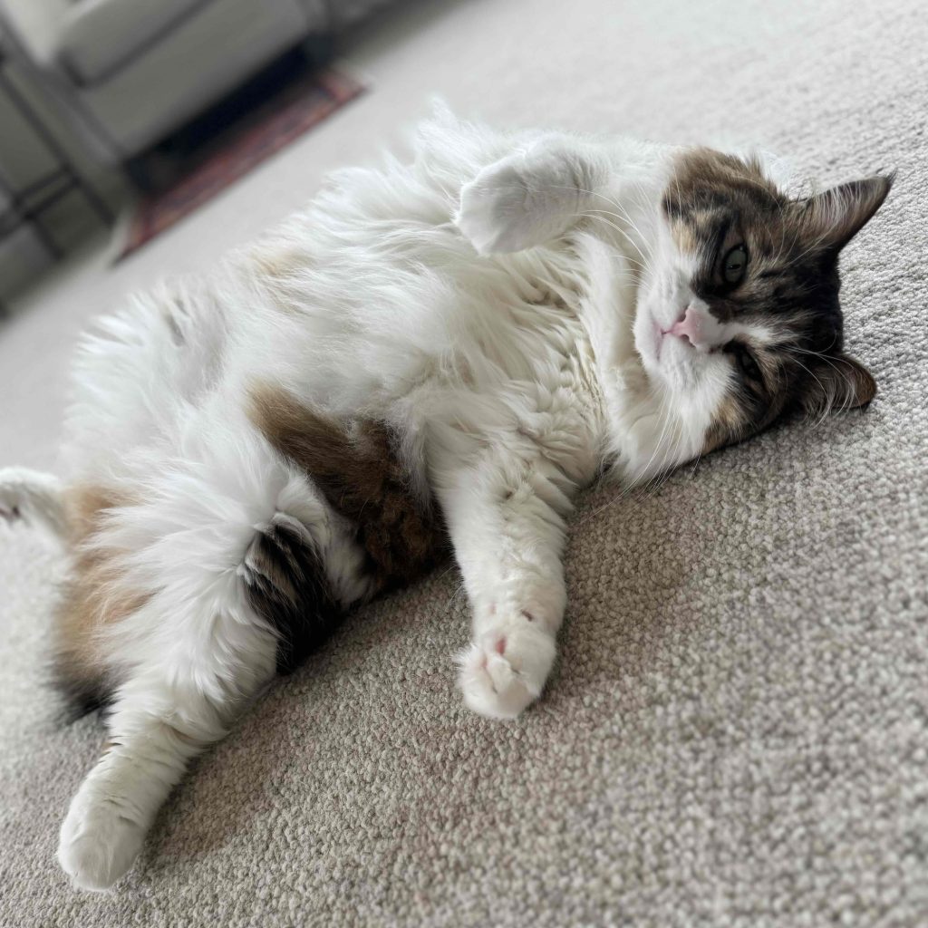 スタイリスト・大草直子のねこ、パニータ