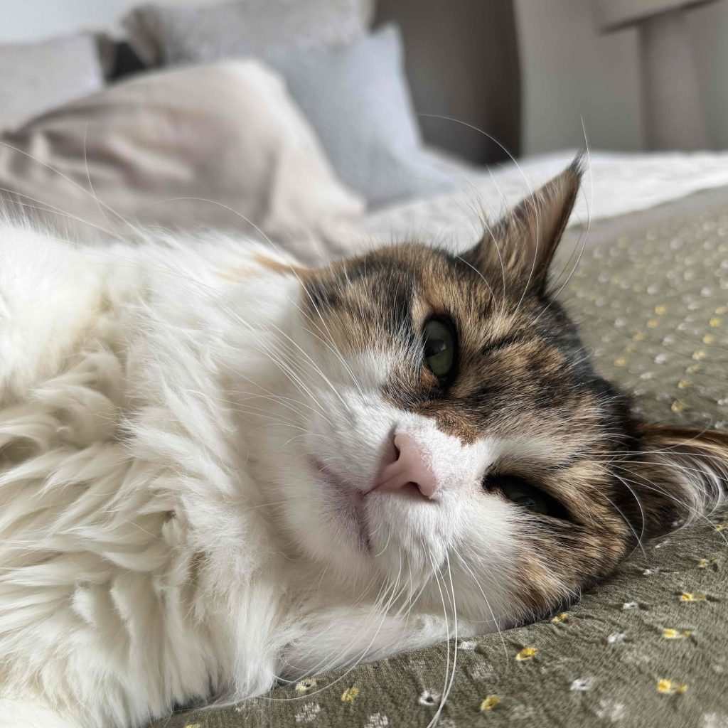 スタイリスト・大草直子のねこ、パニータ