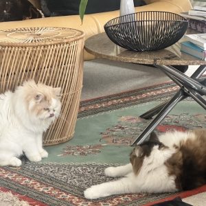 スタイリスト・大草直子のねこ、パニータとマチュウ