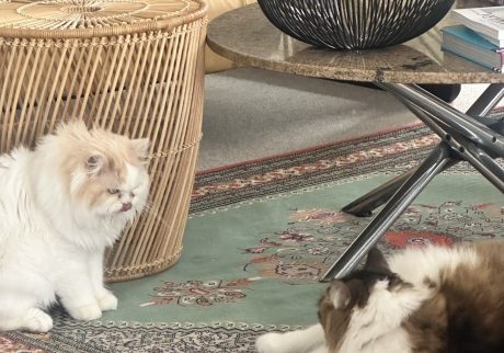 スタイリスト・大草直子のねこ、パニータとマチュウ