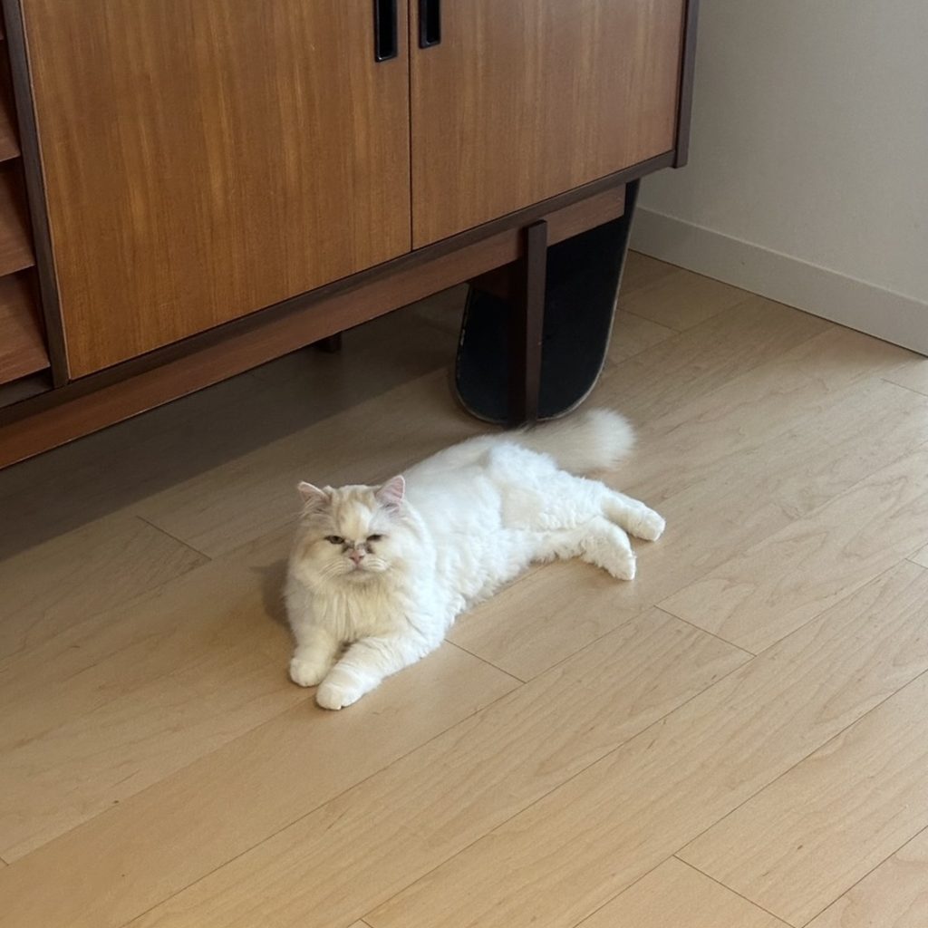 スタイリスト・大草直子のねこ、マチュウ スタイリスト・大草直子のねこ、マチュウ