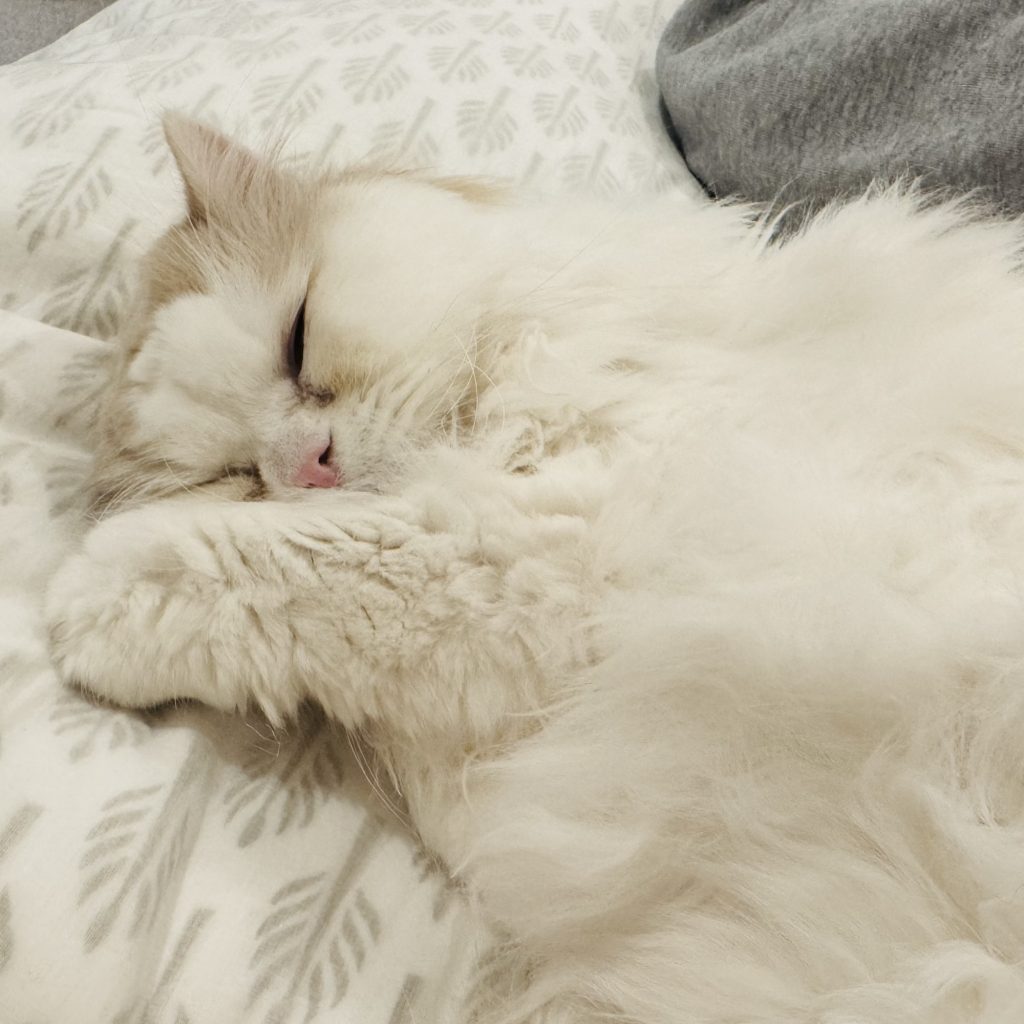 スタイリスト・大草直子のねこ、マチュウ スタイリスト・大草直子のねこ、マチュウ