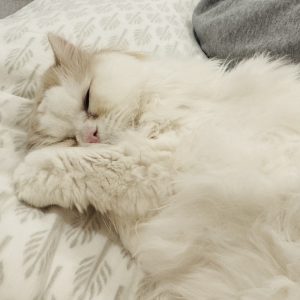 スタイリスト・大草直子のねこ、マチュウ