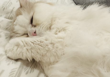 スタイリスト・大草直子のねこ、マチュウ