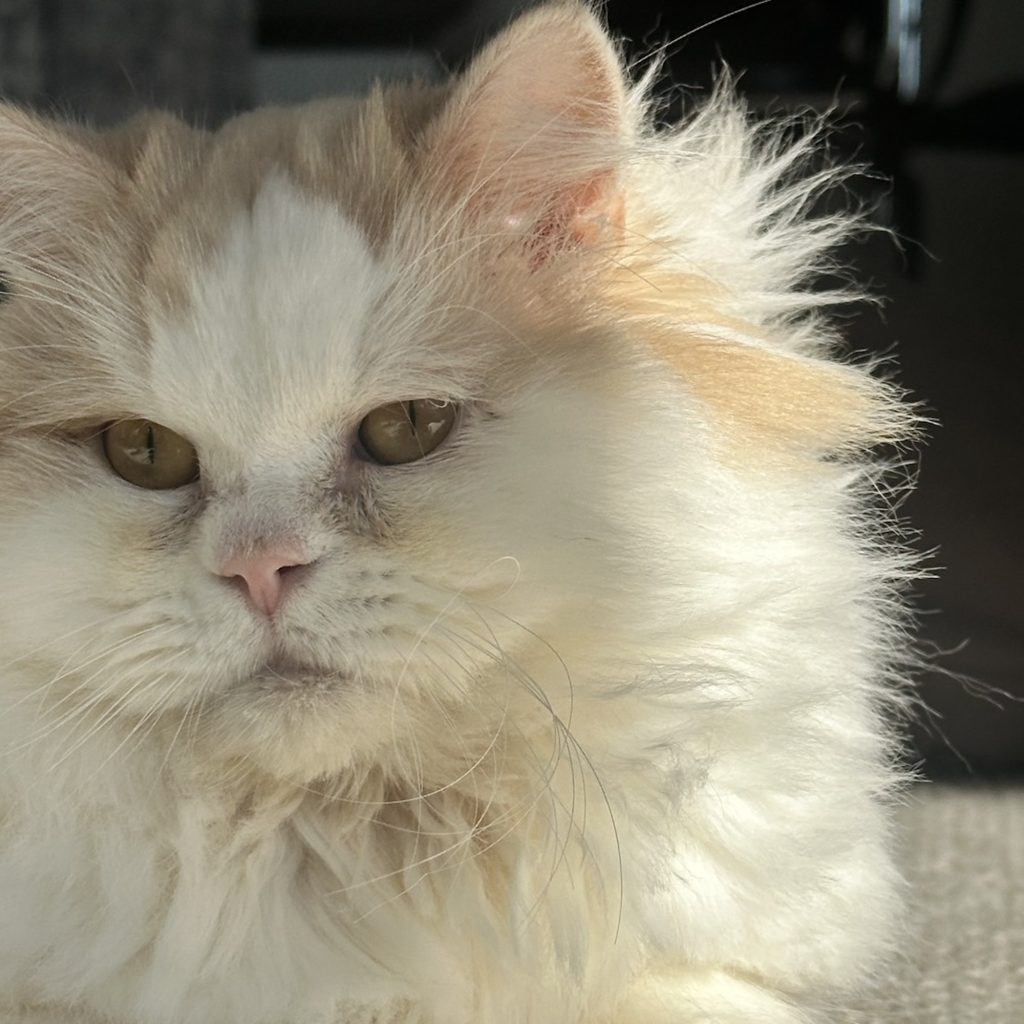 スタイリスト・大草直子のねこ、マチュウ スタイリスト・大草直子のねこ、マチュウ