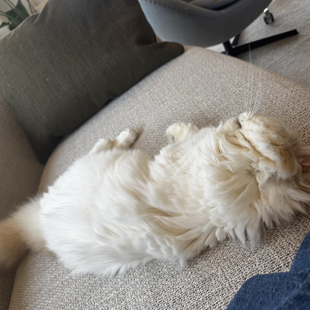 スタイリスト・大草直子のねこ、マチュウ スタイリスト・大草直子のねこ、マチュウ