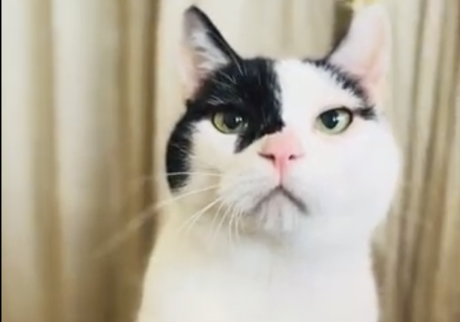 〈LOISIR〉デザイナー・前田敬子による、保護猫・えいたと暮らす日常。