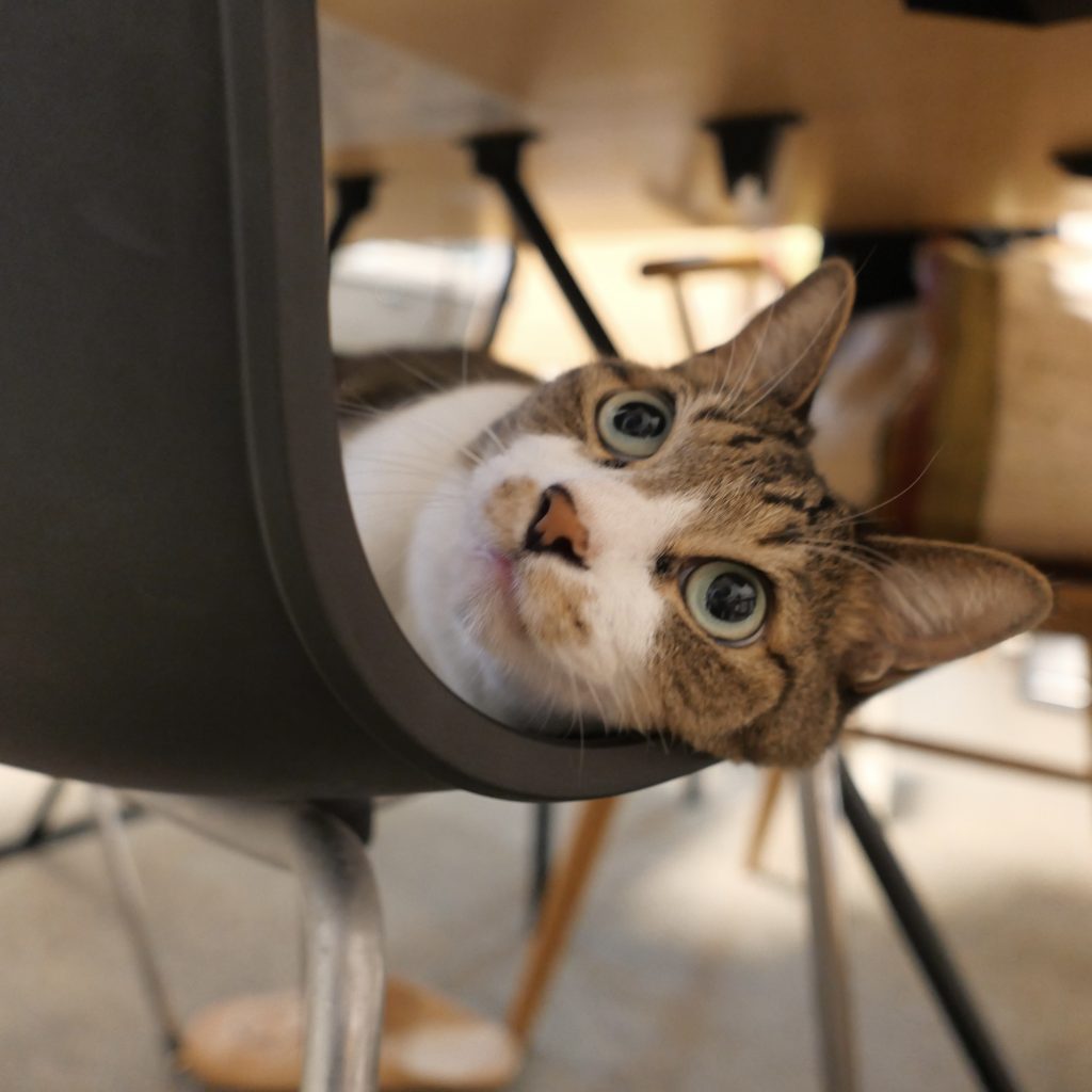 今の願いは「ただ生きていてほしい」。ビューティライター・AYANAのねこ