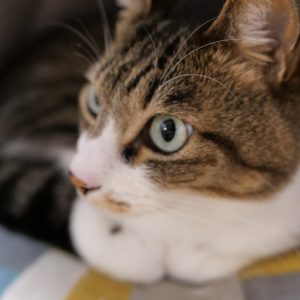 今の願いは「ただ生きていてほしい」。ビューティライター・AYANAのねこ