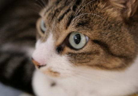 今の願いは「ただ生きていてほしい」。ビューティライター・AYANAのねこ