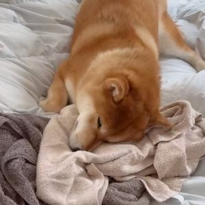 洗濯大好きなかーちゃんですが、やっぱりとーちゃん臭はサイコーだ。柴犬子犬ハルのワンダフルライフ
