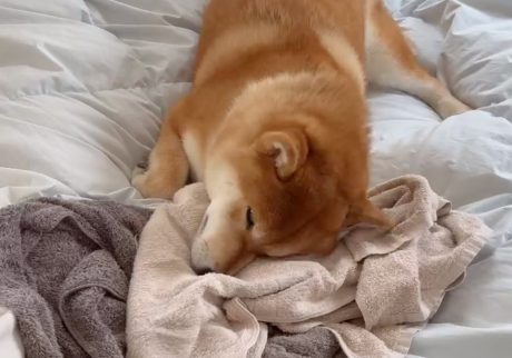 洗濯大好きなかーちゃんですが、やっぱりとーちゃん臭はサイコーだ。柴犬子犬ハルのワンダフルライフ