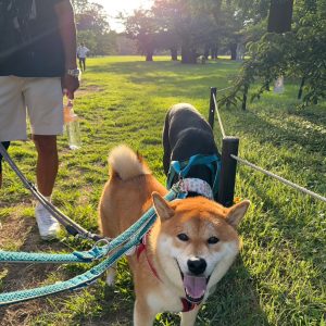 大変です。かーちゃんが骨折しました！ 柴犬子犬ハルのワンダフルライフ