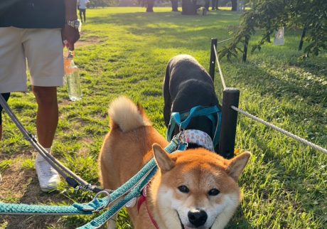 大変です。かーちゃんが骨折しました！ 柴犬子犬ハルのワンダフルライフ
