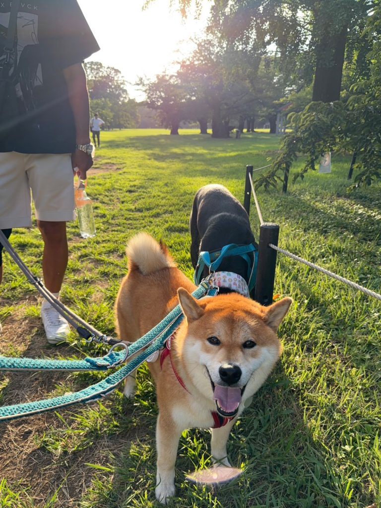 大変です。かーちゃんが骨折しました！ 柴犬子犬ハルのワンダフルライフ