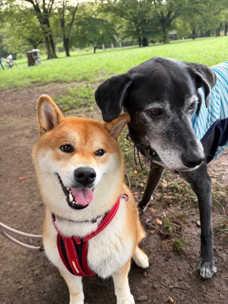 大変です。かーちゃんが骨折しました！ 柴犬子犬ハルのワンダフルライフ