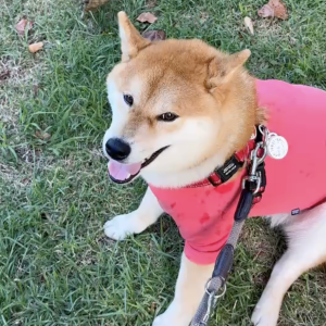 ということで、とーちゃんと一緒です。お散歩は休み休み行きます。 柴犬子犬ハルのワンダフルライフ