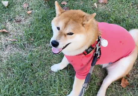 ということで、とーちゃんと一緒です。お散歩は休み休み行きます。 柴犬子犬ハルのワンダフルライフ